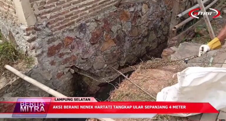 AKSI BERANI NENEK HARTATI TANGKAP ULAR SEPANJANG 4 METER